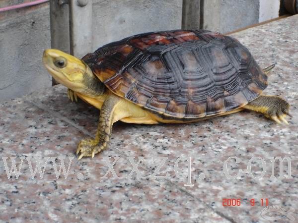 乌龟吃什么 乌龟图片大全 乌龟怎么养 乌龟怎么