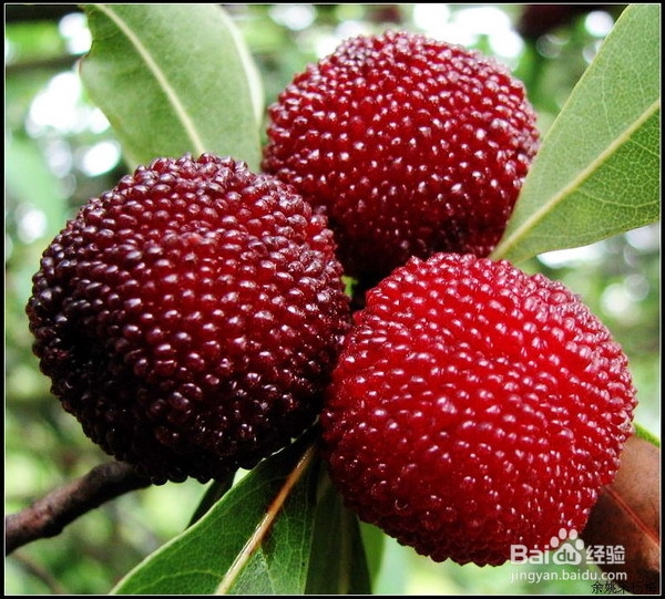 杨梅的功效与作用及食用方法 吃杨梅有什么好