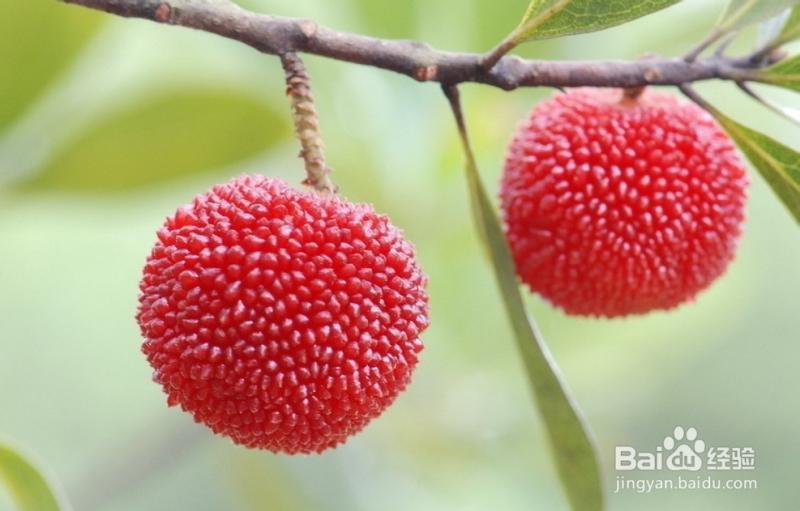 杨梅的功效与作用及食用方法 吃杨梅有什么好